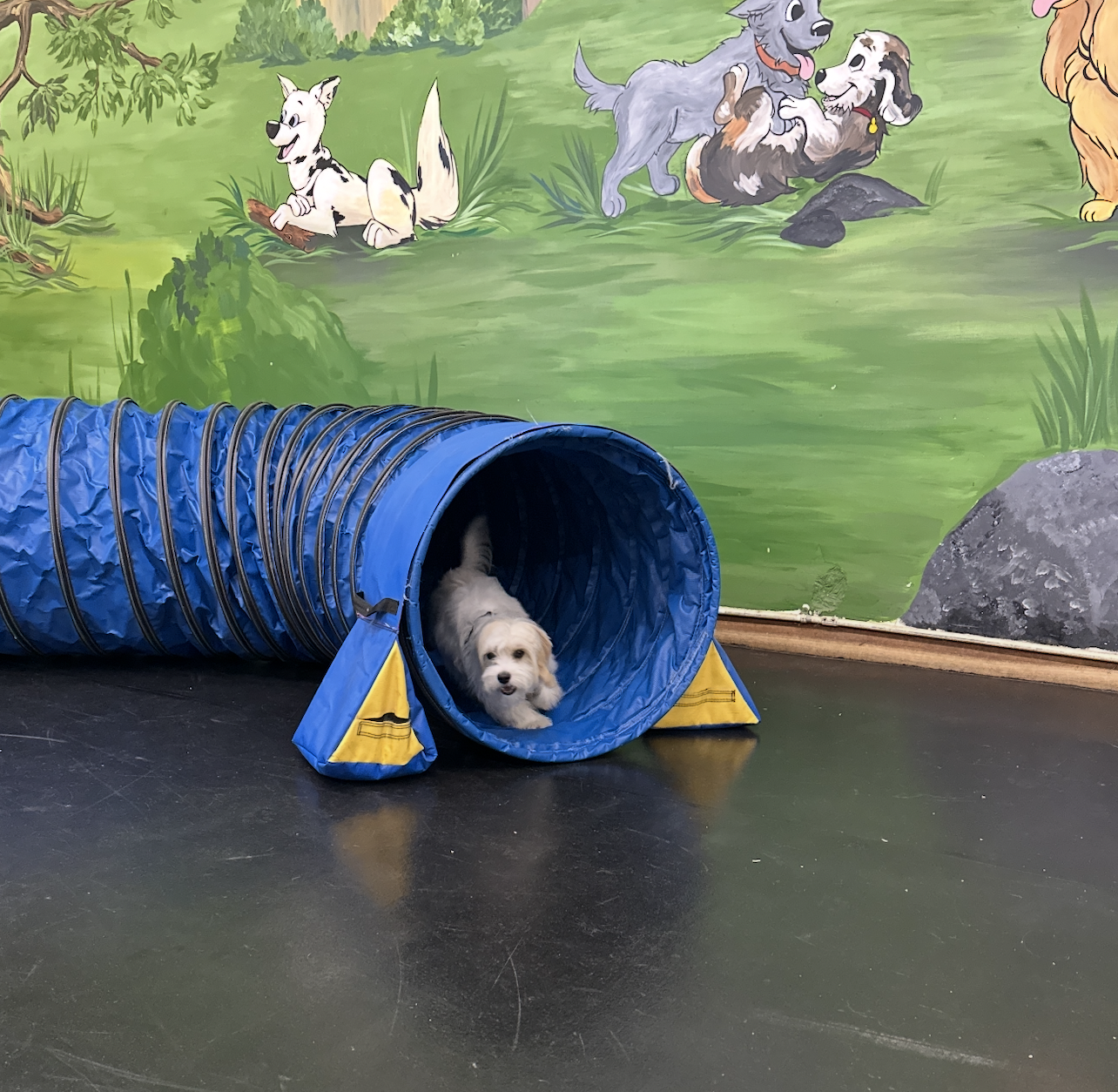 Jumpstart® Puppy Program